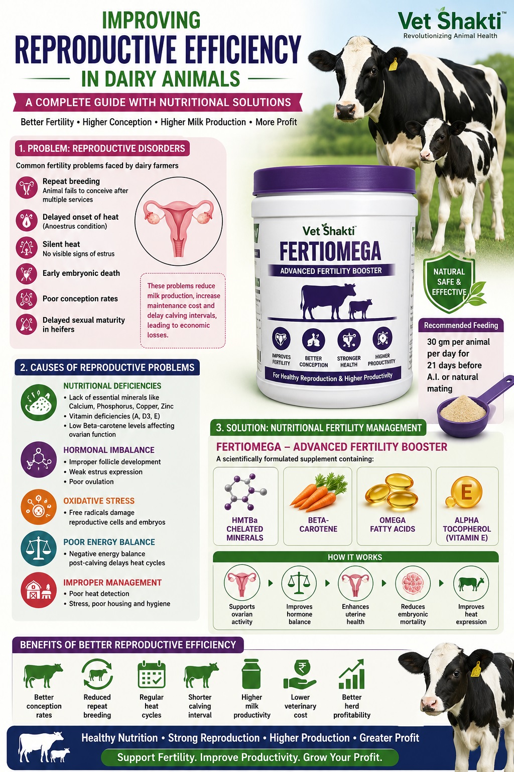 Improving Reproductive Efficiency in Dairy Animals: A Complete Scientific Guide with Nutritional Solutions